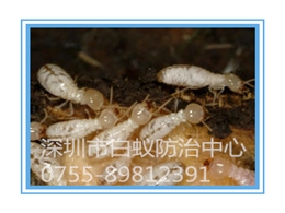 台湾浮白蚁